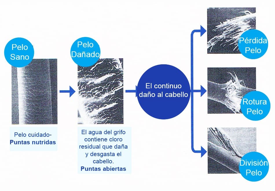 Diagrama que muestra la diferencia entre pelo sano y dañado por el cloro del agua del grifo, con ejemplos de puntas abiertas y rotura del cabello